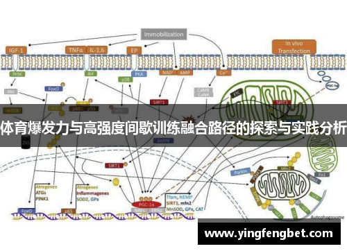 体育爆发力与高强度间歇训练融合路径的探索与实践分析